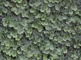 Attēlu rezultāti vaicājumam “Conocephalum salebrosum”