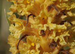 Attēlu rezultāti vaicājumam “Orobanche elatior flower”