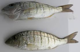 Image result for Lithognathus mormyrus