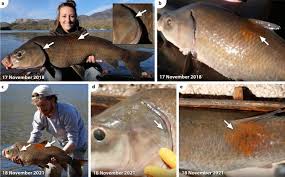 Image result for Ictiobus niger