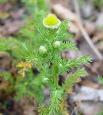 Attēlu rezultāti vaicājumam “Matricaria discoidea flower”