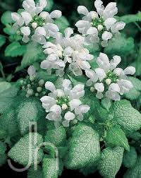 Attēlu rezultāti vaicājumam “Lamium maculatum”