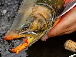 Image result for Salvelinus alpinus oquassa