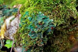 Attēlu rezultāti vaicājumam “Peltigera malacea”