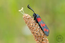 Attēlu rezultāti vaicājumam “Zygaena sp.”