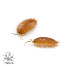 Attēlu rezultāti vaicājumam “Porcellio scaber”