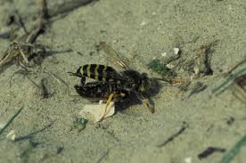 Attēlu rezultāti vaicājumam “Bembix rostrata”