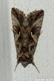 Attēlu rezultāti vaicājumam “Autographa gamma”