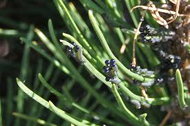 Attēlu rezultāti vaicājumam “Neodiprion sertifer larva”