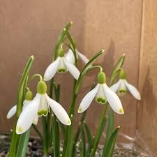 Attēlu rezultāti vaicājumam “Galanthus nivalis”