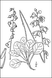 Attēlu rezultāti vaicājumam “Pyrola chlorantha leaf”