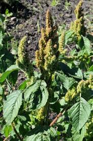 Attēlu rezultāti vaicājumam “Amaranthus retroflexus”