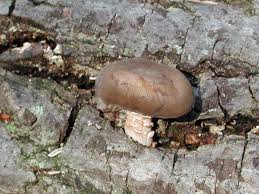 Attēlu rezultāti vaicājumam “Polyporus brumalis”