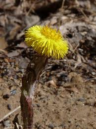 Attēlu rezultāti vaicājumam “Tussilago farfara fruit”