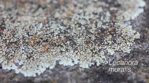 Attēlu rezultāti vaicājumam “Lecanora muralis”