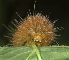 Attēlu rezultāti vaicājumam “Spilosoma lutea imago”