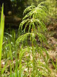 Attēlu rezultāti vaicājumam “Equisetum sylvaticum”