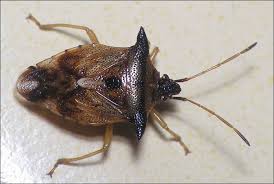 Attēlu rezultāti vaicājumam “Elasmucha ferrugata”