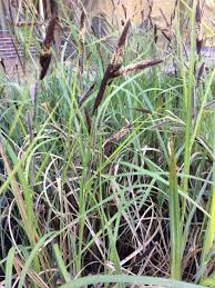 Attēlu rezultāti vaicājumam “Carex acutiformis fruit”