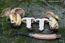 Attēlu rezultāti vaicājumam “Lactarius repraesentaneus”