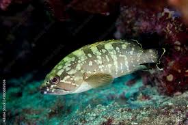 Image result for Epinephelus marginatus
