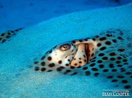 Image result for Himantura uarnak