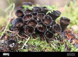 Attēlu rezultāti vaicājumam “Cyathus striatus”