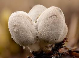 Attēlu rezultāti vaicājumam “Philonotis marchica sporophyte”