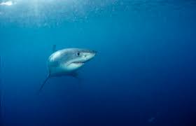 Image result for Carcharodon carcharias