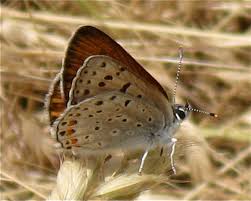 Attēlu rezultāti vaicājumam “Lycaeniinae”