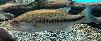 Image result for Micropterus salmoides