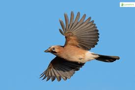 Attēlu rezultāti vaicājumam “Garrulus glandarius adult”
