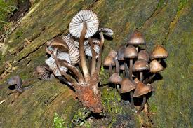 Attēlu rezultāti vaicājumam “Mycena stipata”