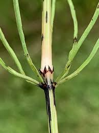 Attēlu rezultāti vaicājumam “Equisetum arvense”