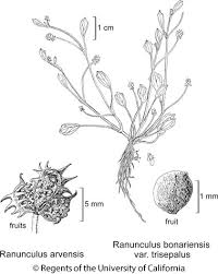 Attēlu rezultāti vaicājumam “Ranunculus acris fruit”