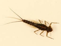 Attēlu rezultāti vaicājumam “Ephemeroptera larvae”