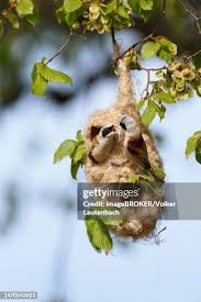 Attēlu rezultāti vaicājumam “Remiz pendulinus nest”