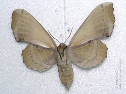 Attēlu rezultāti vaicājumam “Laothoe populi imago”