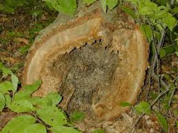 Attēlu rezultāti vaicājumam “Phellinus tremulae”