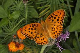 Attēlu rezultāti vaicājumam “Argynnis laodice underside”