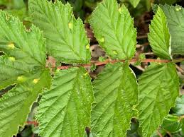 Attēlu rezultāti vaicājumam “Filipendula ulmaria  leaf”