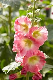 Attēlu rezultāti vaicājumam “Alcea rosea flower”