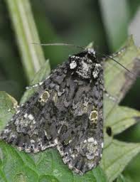 Attēlu rezultāti vaicājumam “Craniophora ligustri imago”