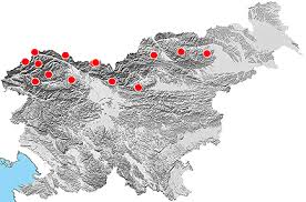 Attēlu rezultāti vaicājumam “Nithecus jacobaeae”