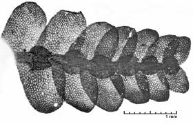 Attēlu rezultāti vaicājumam “Calypogeia neesiana”