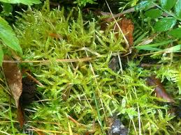 Attēlu rezultāti vaicājumam “Cirriphyllum piliferum”