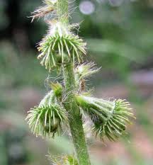 Attēlu rezultāti vaicājumam “Agrimonia eupatoria fruit”