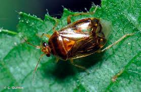 Attēlu rezultāti vaicājumam “Hemitrichia lutescens macro”