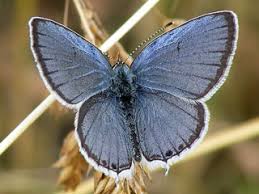 Attēlu rezultāti vaicājumam “Everes argiades male”