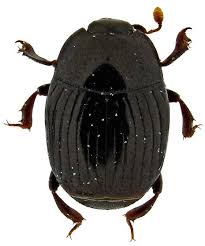 Attēlu rezultāti vaicājumam “Histeridae”